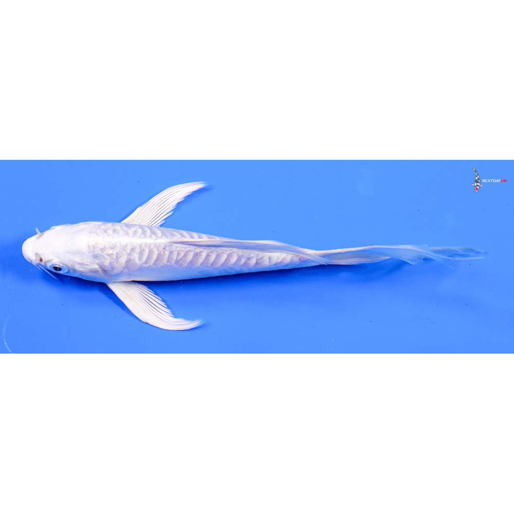 6.5” Imported Doitsu Platinum Ogon Butterfly Koi