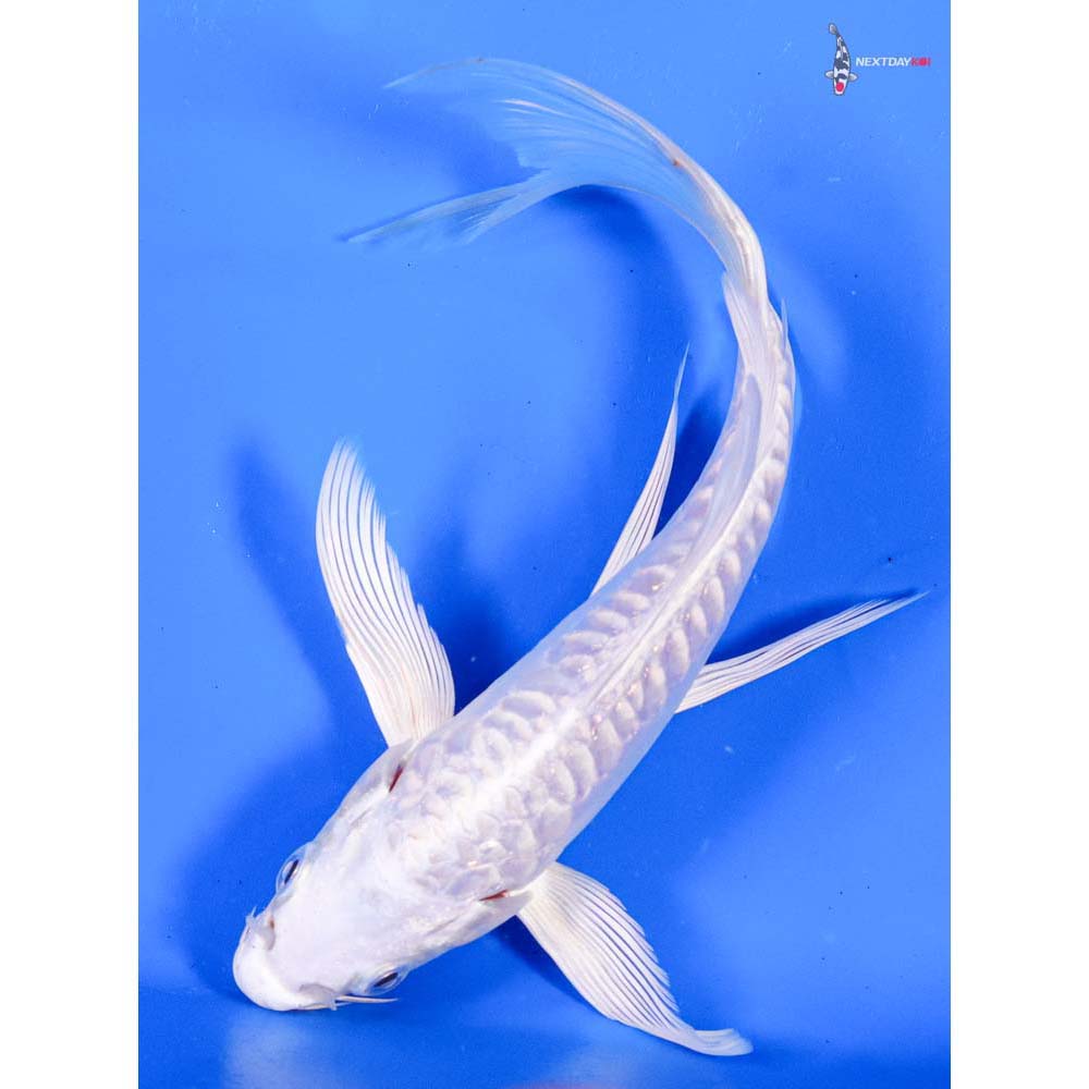 6.5” Imported Doitsu Platinum Ogon Butterfly Koi