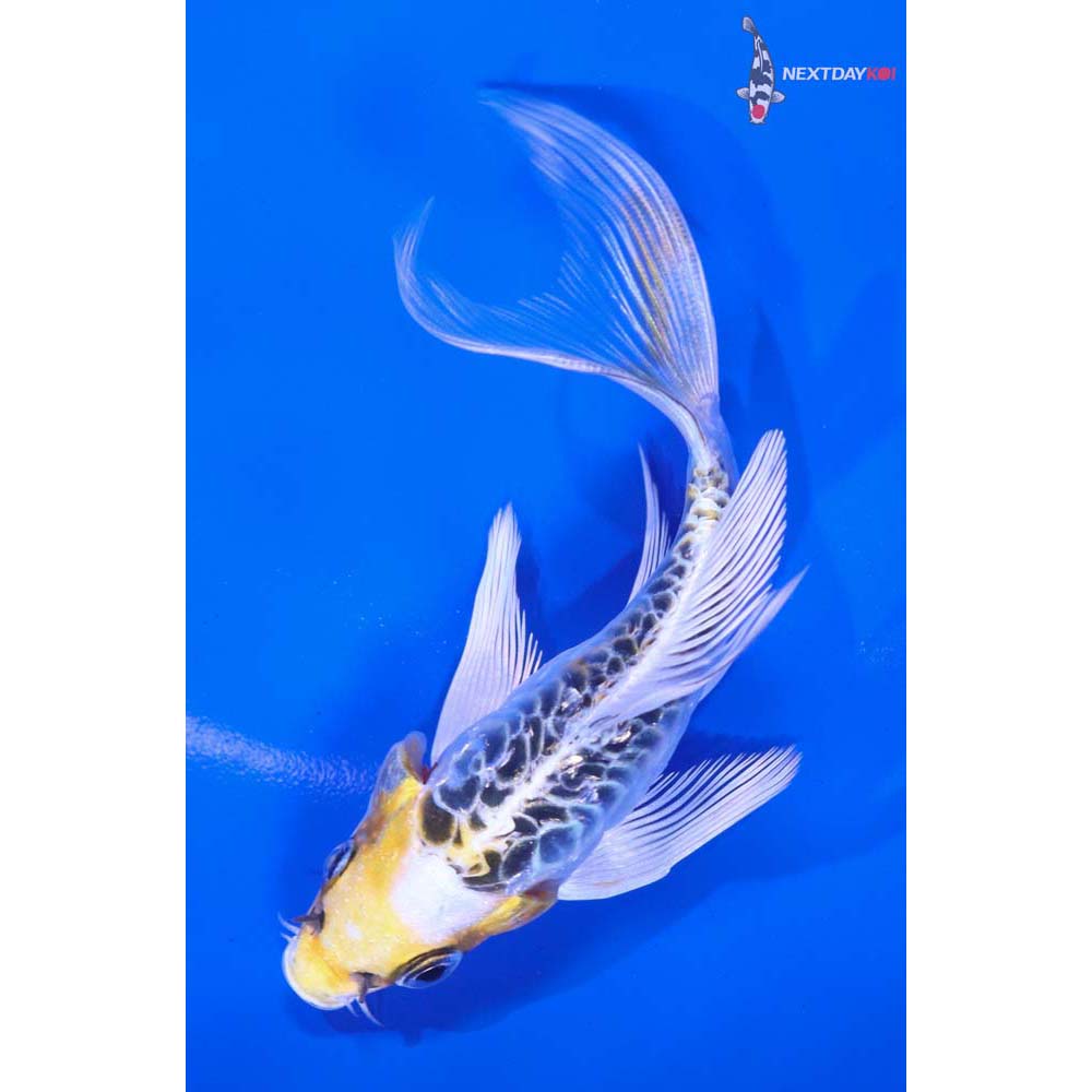 4.5” Imported Doitsu Kujaku Butterfly Koi