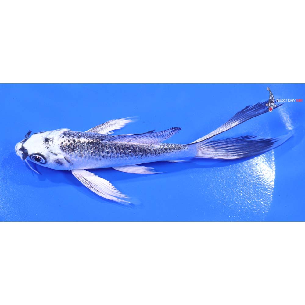 5.5” Imported Gin Matsuba Butterfly Koi