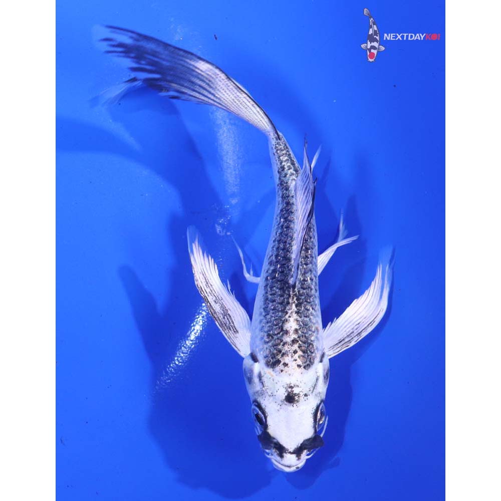 5.5” Imported Gin Matsuba Butterfly Koi