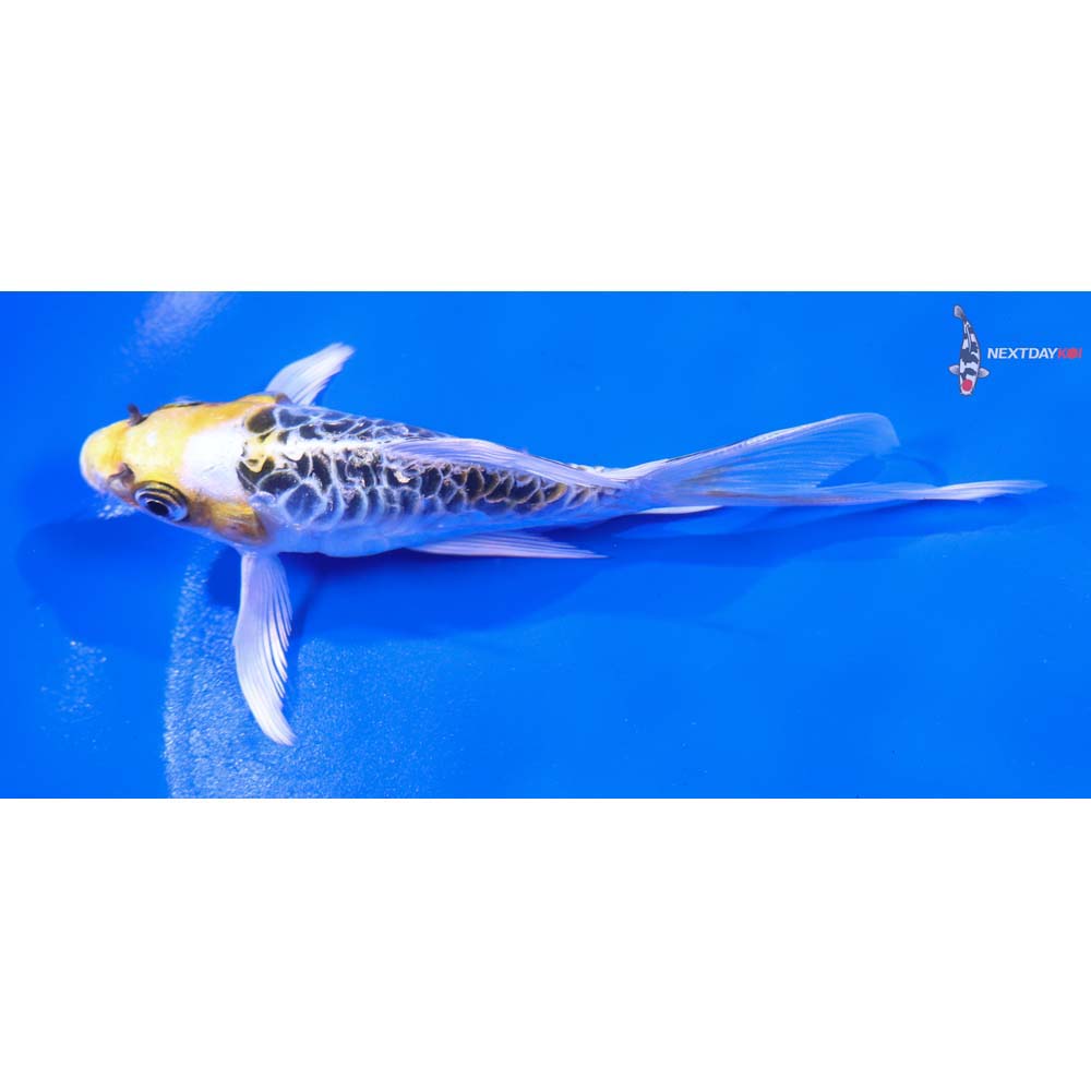 4.5” Imported Doitsu Kujaku Butterfly Koi