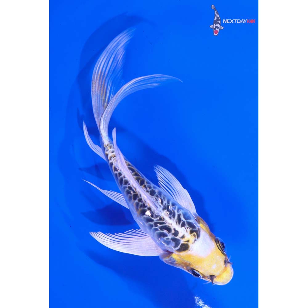 4.5” Imported Doitsu Kujaku Butterfly Koi