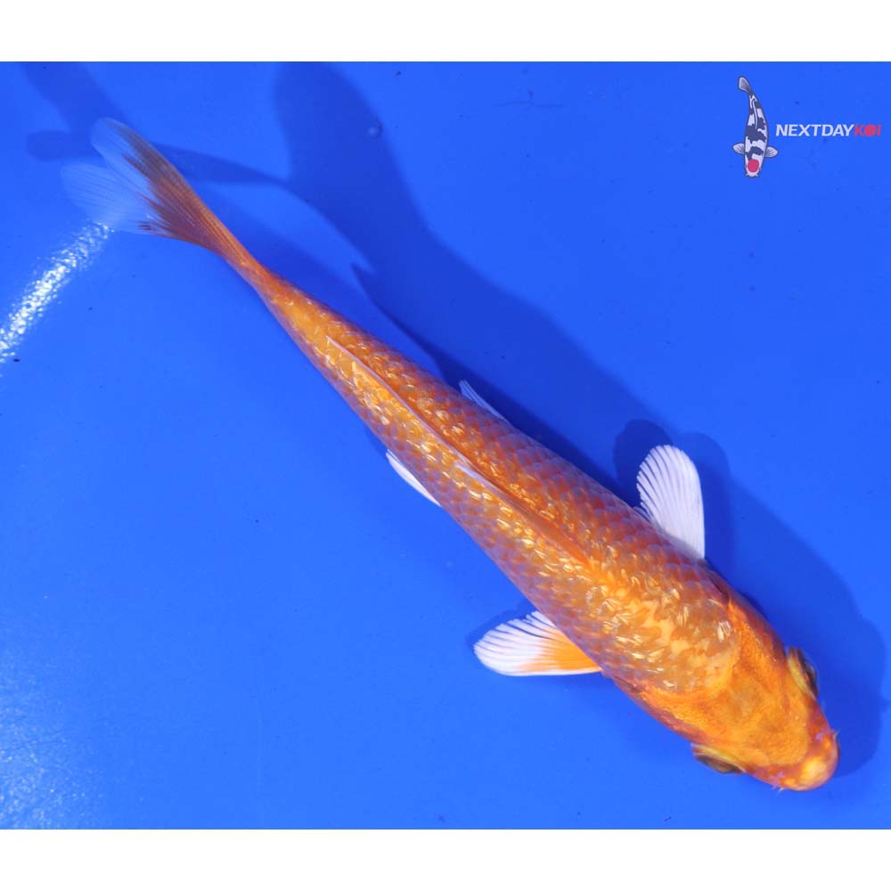 5” Imported Gin Rin Orenji Ogon