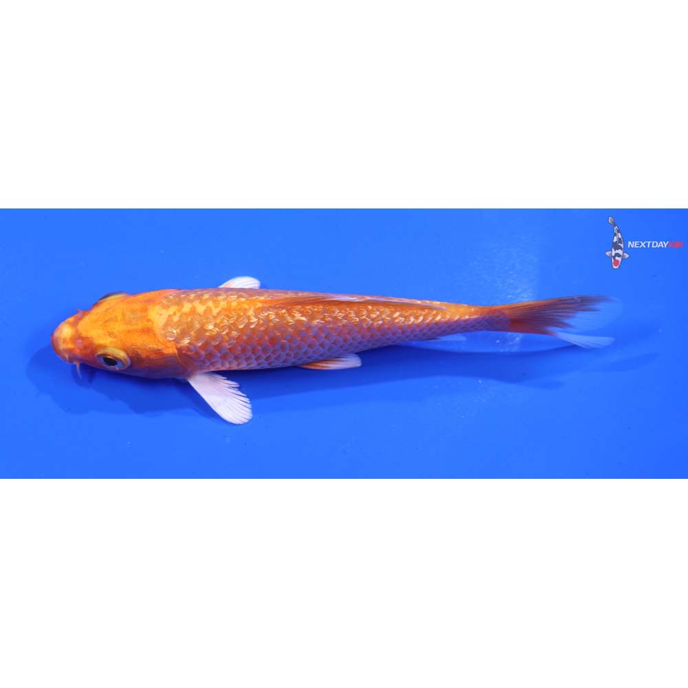 5” Imported Gin Rin Orenji Ogon