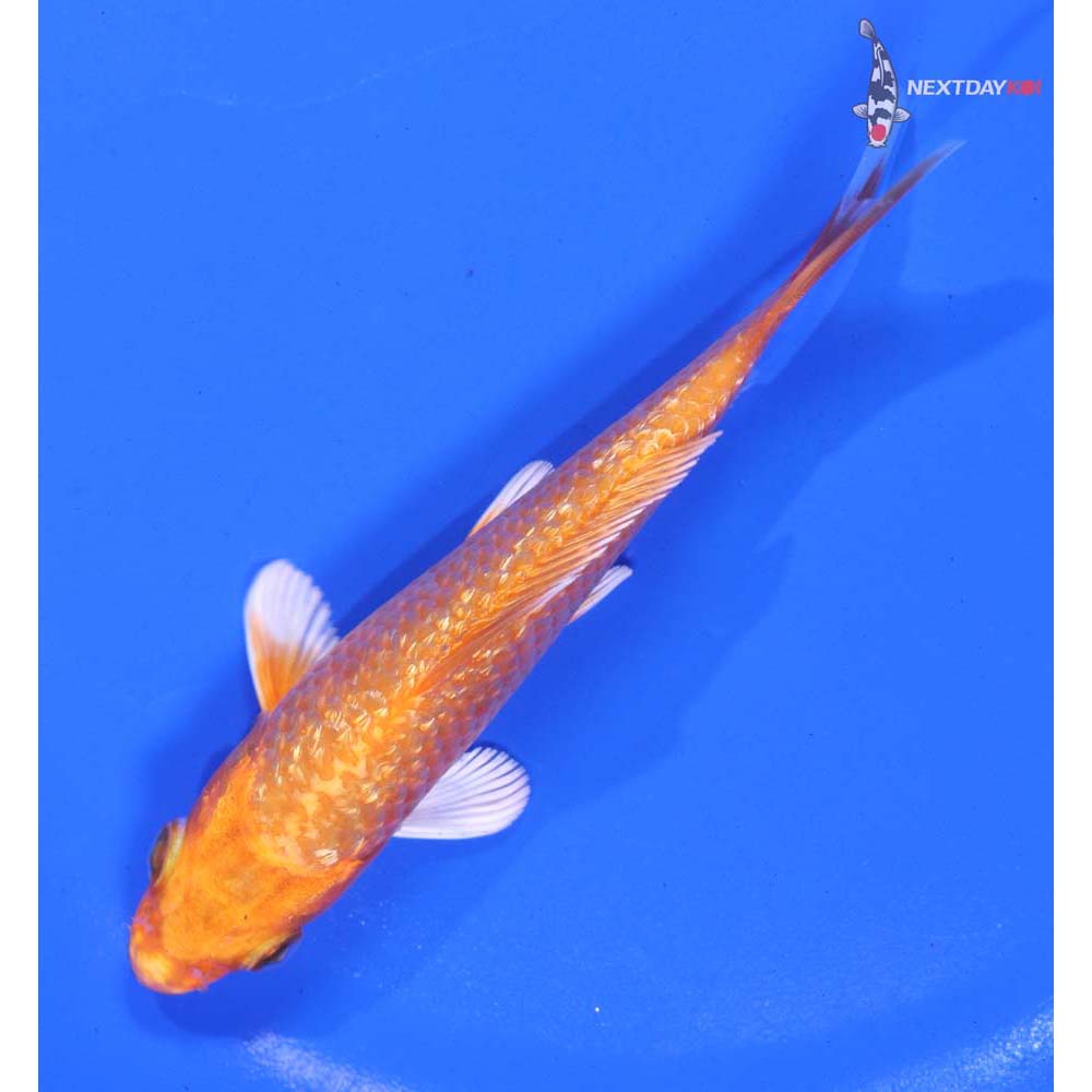 5” Imported Gin Rin Orenji Ogon