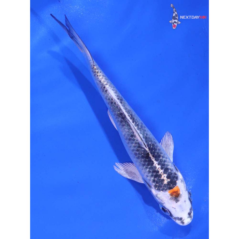 5” Imported Kujaku