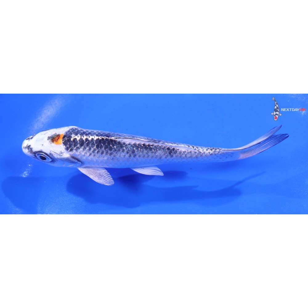 5” Imported Kujaku