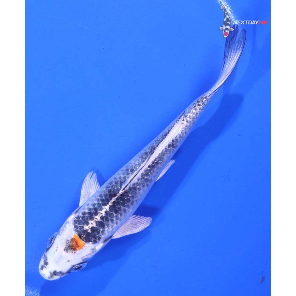 5” Imported Kujaku