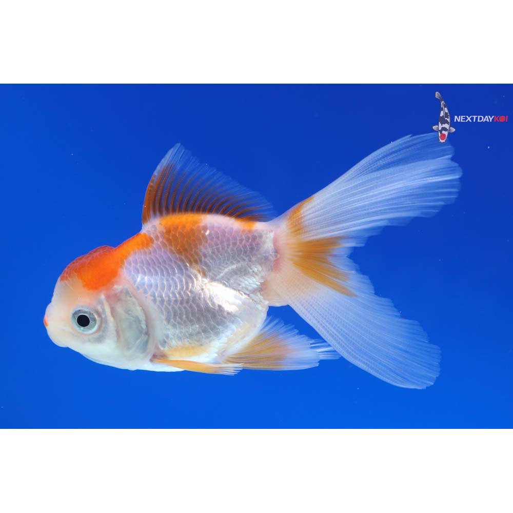 3.5” Imported Red and White Oranda