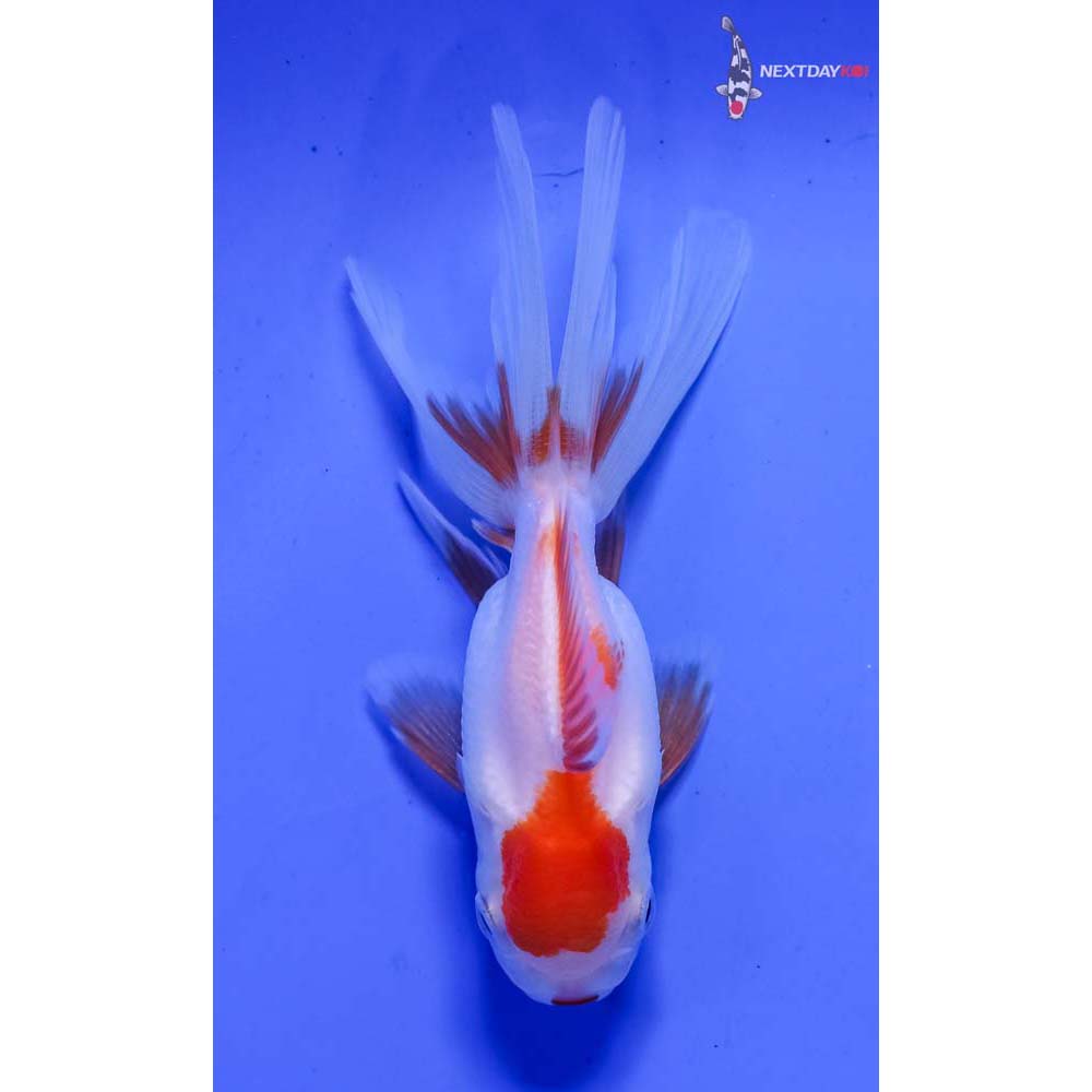 3.5” Imported Red and White Oranda