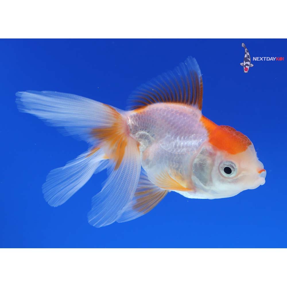 3.5” Imported Red and White Oranda