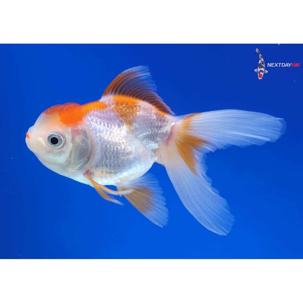 3.5” Imported Red and White Oranda