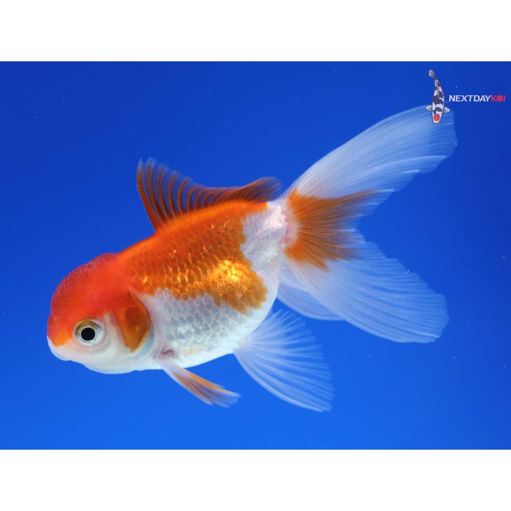 3” Imported Red and White Oranda