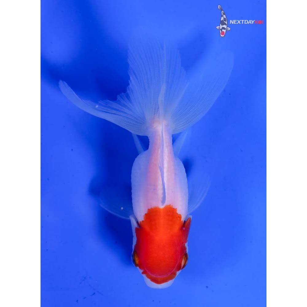 3.5” Imported Red and White Oranda