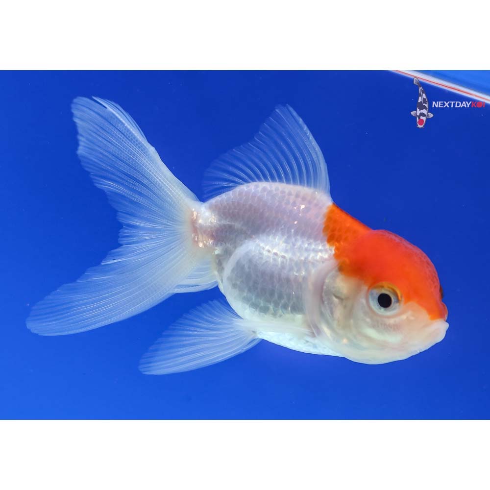 3.5” Imported Red and White Oranda
