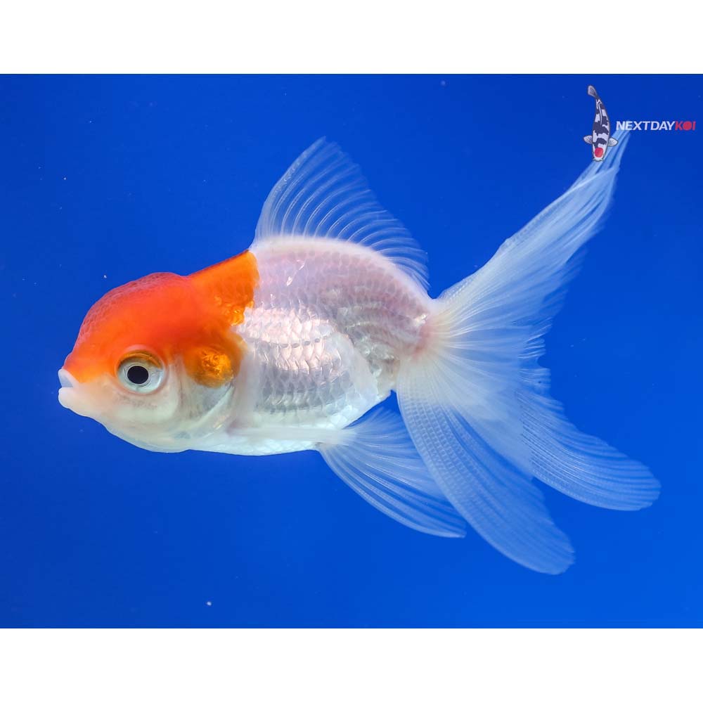 3.5” Imported Red and White Oranda
