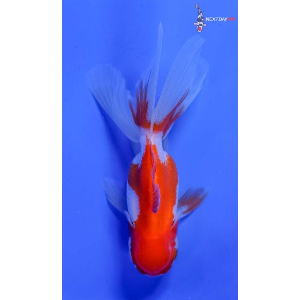 3” Imported Red and White Oranda