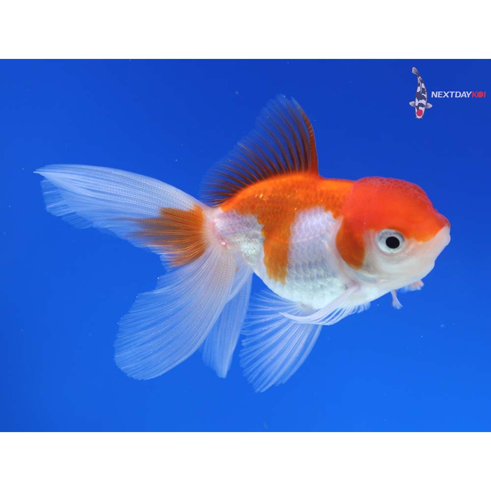 3” Imported Red and White Oranda