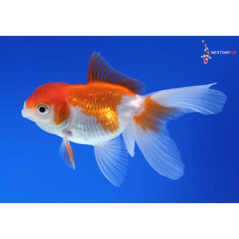 3” Imported Red and White Oranda