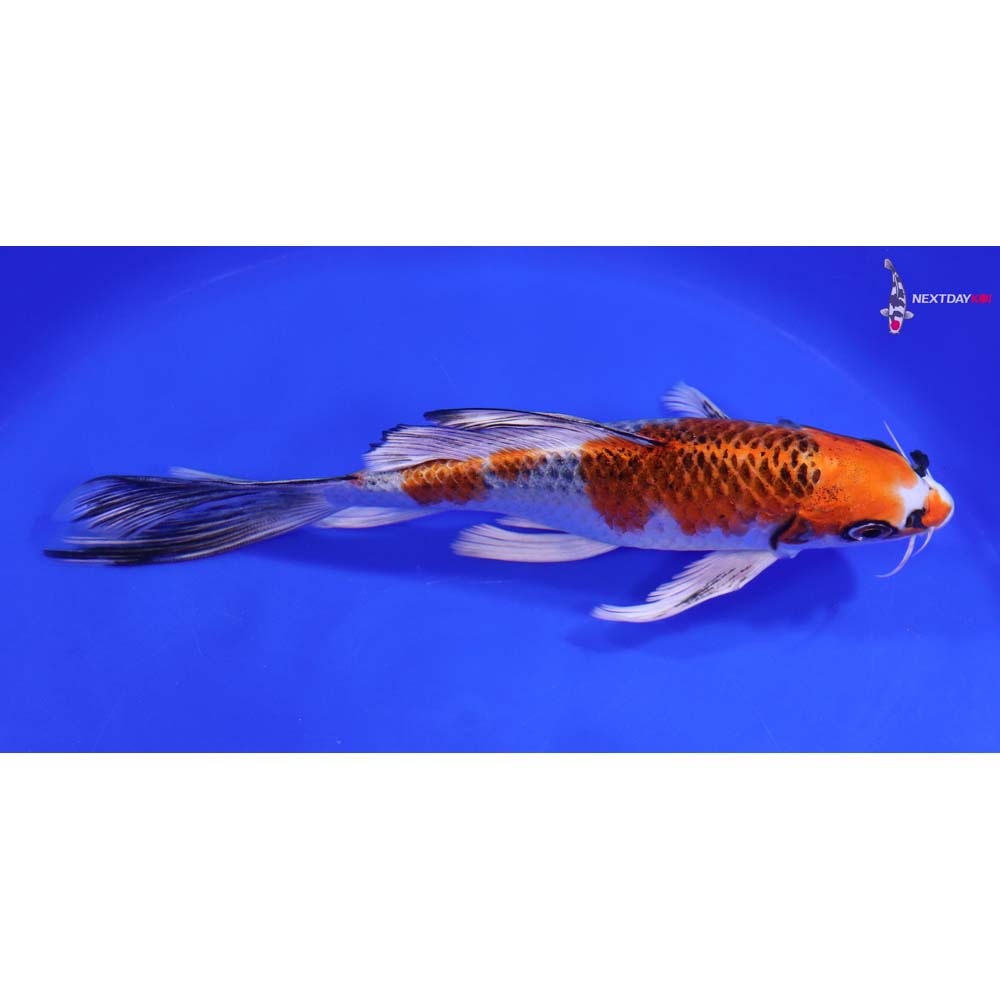 8” Imported Kujaku Butterfly Koi