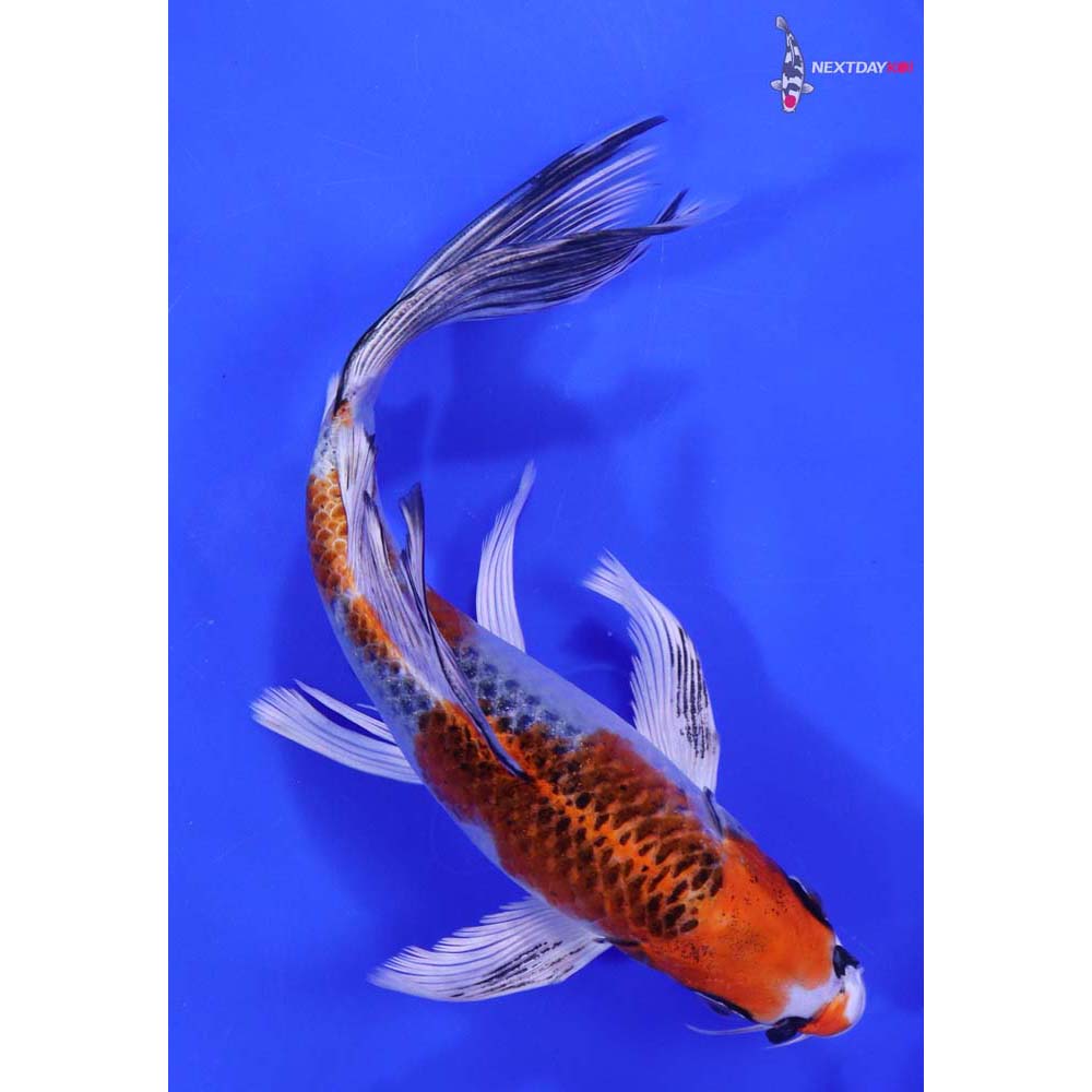 8” Imported Kujaku Butterfly Koi