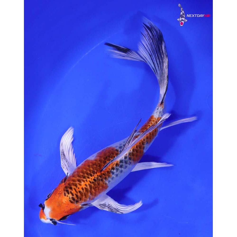 8” Imported Kujaku Butterfly Koi