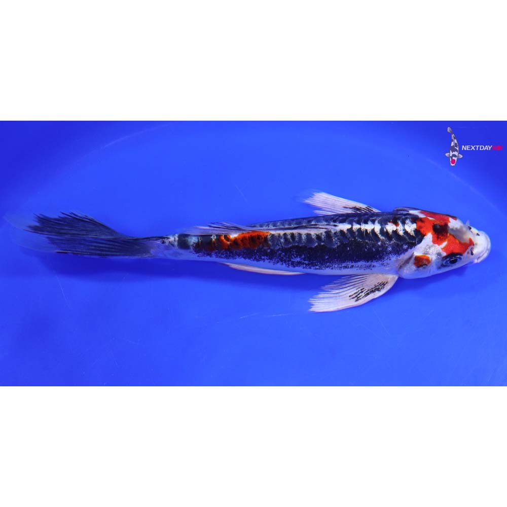 7.5” Imported Kin Kikokuryu Butterfly Koi