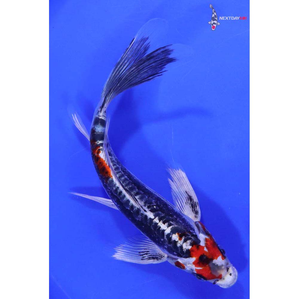 7.5” Imported Kin Kikokuryu Butterfly Koi