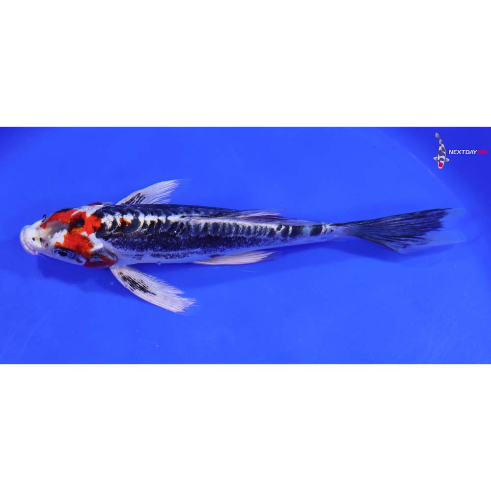 7.5” Imported Kin Kikokuryu Butterfly Koi