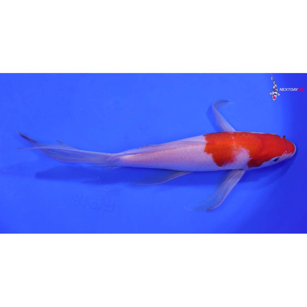 8.5” Imported Kohaku Butterfly Koi