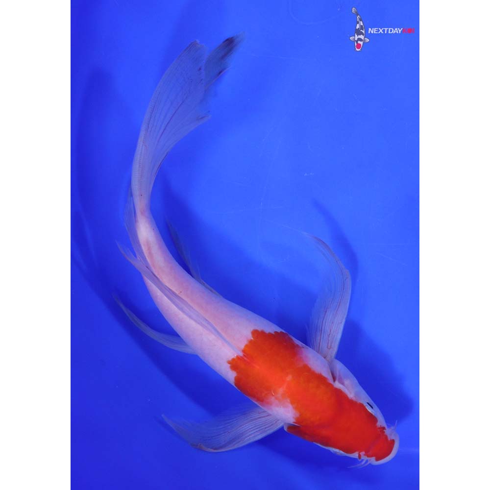 8.5” Imported Kohaku Butterfly Koi