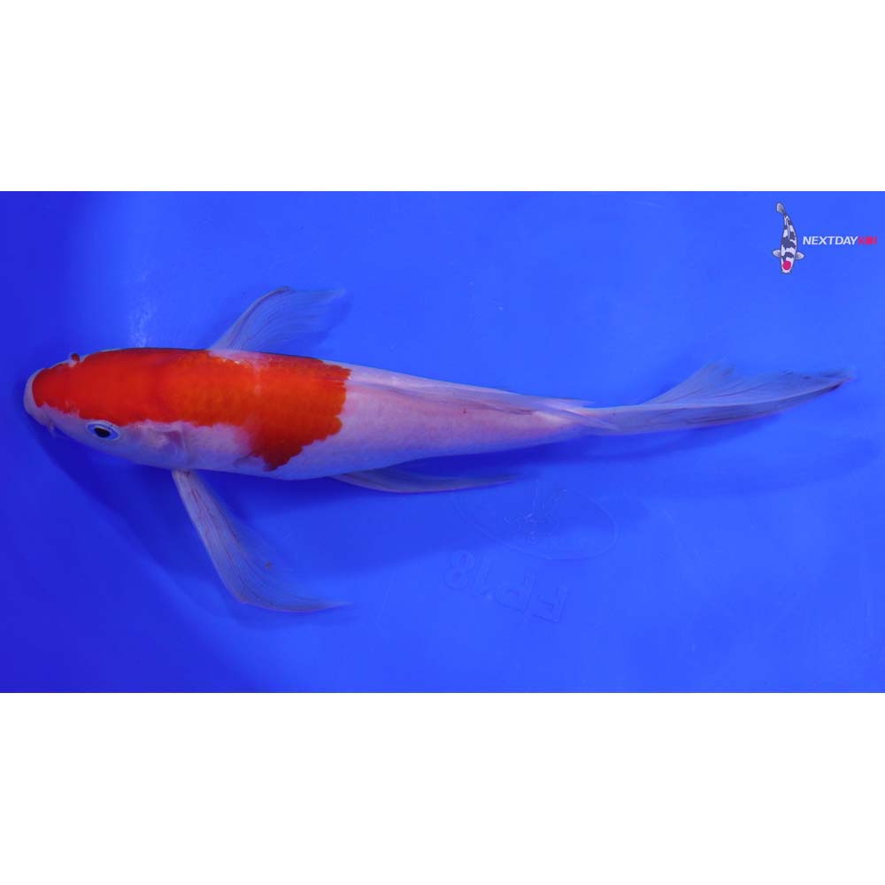 8.5” Imported Kohaku Butterfly Koi