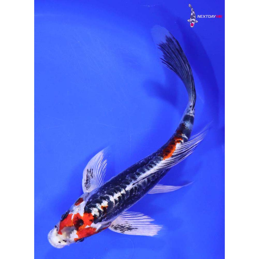 7.5” Imported Kin Kikokuryu Butterfly Koi
