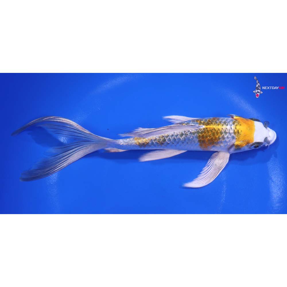 7” Imported Gin Rin Kujaku Butterfly Koi