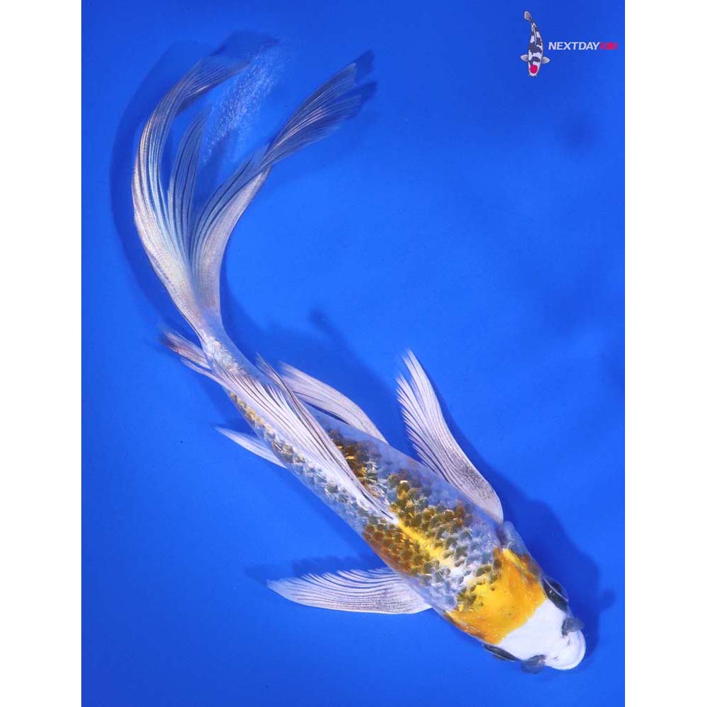 7” Imported Gin Rin Kujaku Butterfly Koi