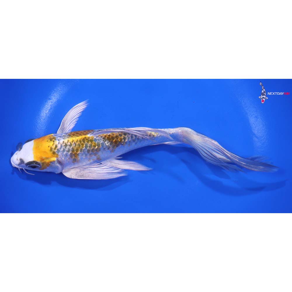 7” Imported Gin Rin Kujaku Butterfly Koi
