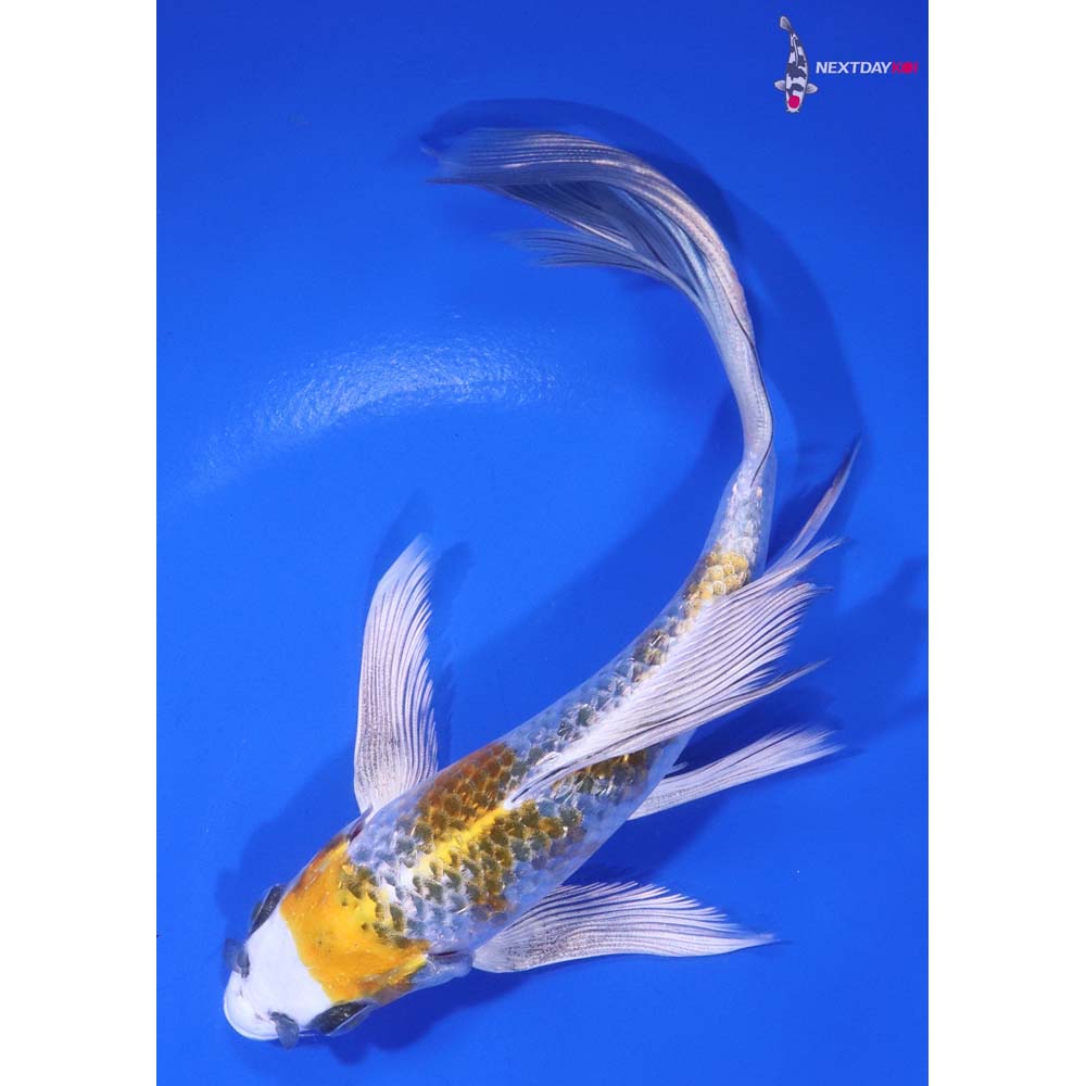 7” Imported Gin Rin Kujaku Butterfly Koi