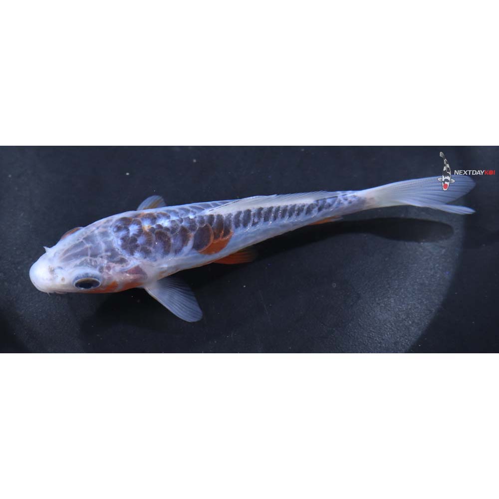 5” Imported Shusui