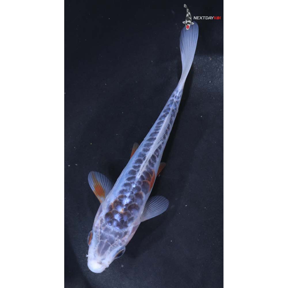 5” Imported Shusui