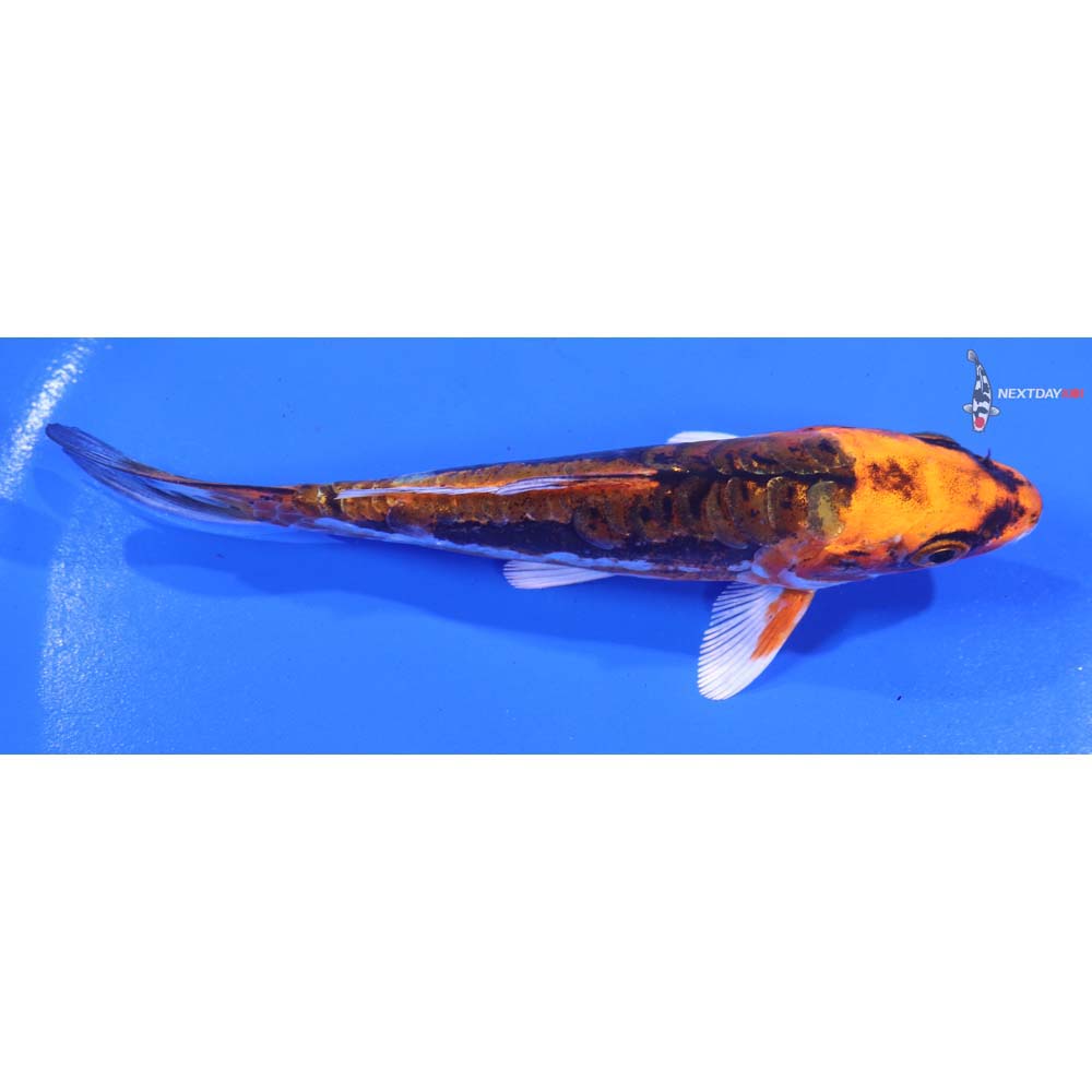 5” Imported Kin Kikokuryu