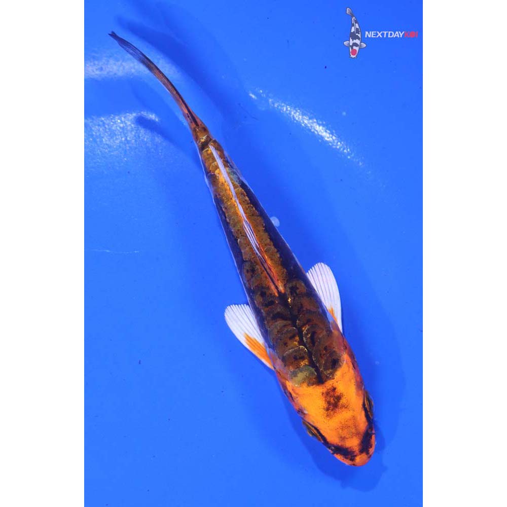 5” Imported Kin Kikokuryu