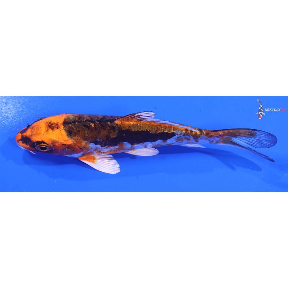 5” Imported Kin Kikokuryu