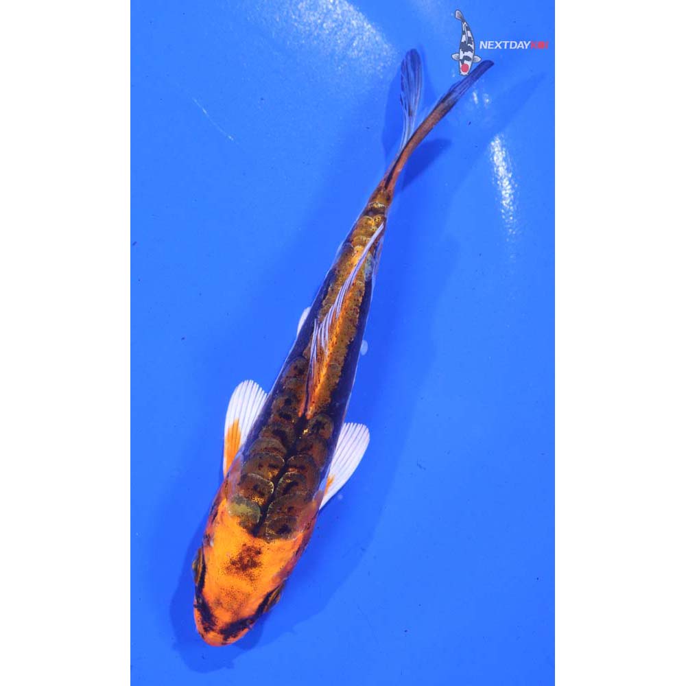 5” Imported Kin Kikokuryu