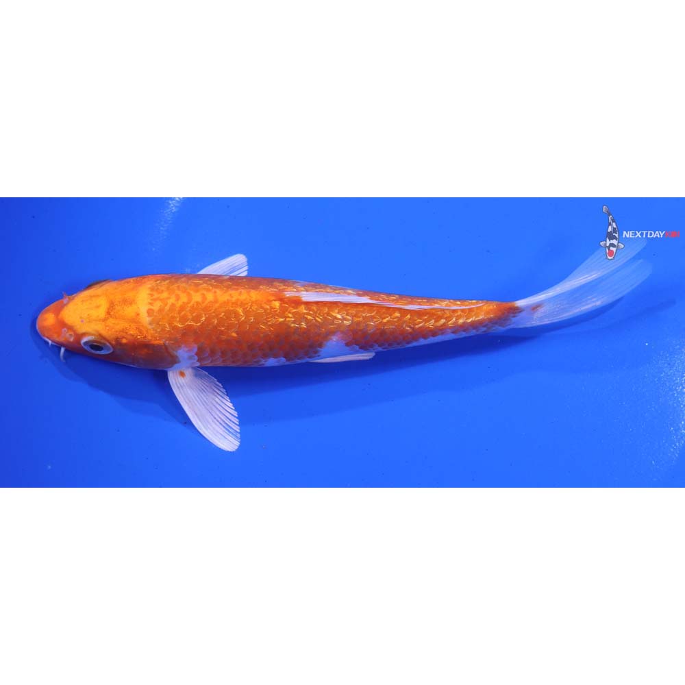 6” Imported Gin Rin Hariwake