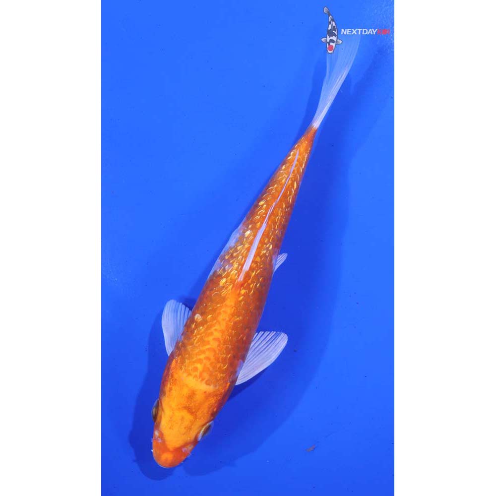 6” Imported Gin Rin Hariwake