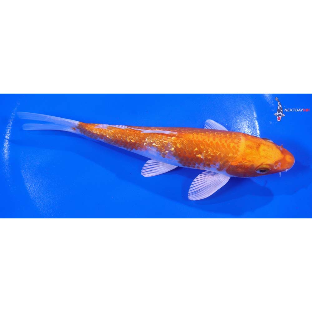 6” Imported Gin Rin Hariwake