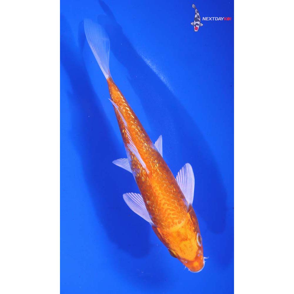 6” Imported Gin Rin Hariwake