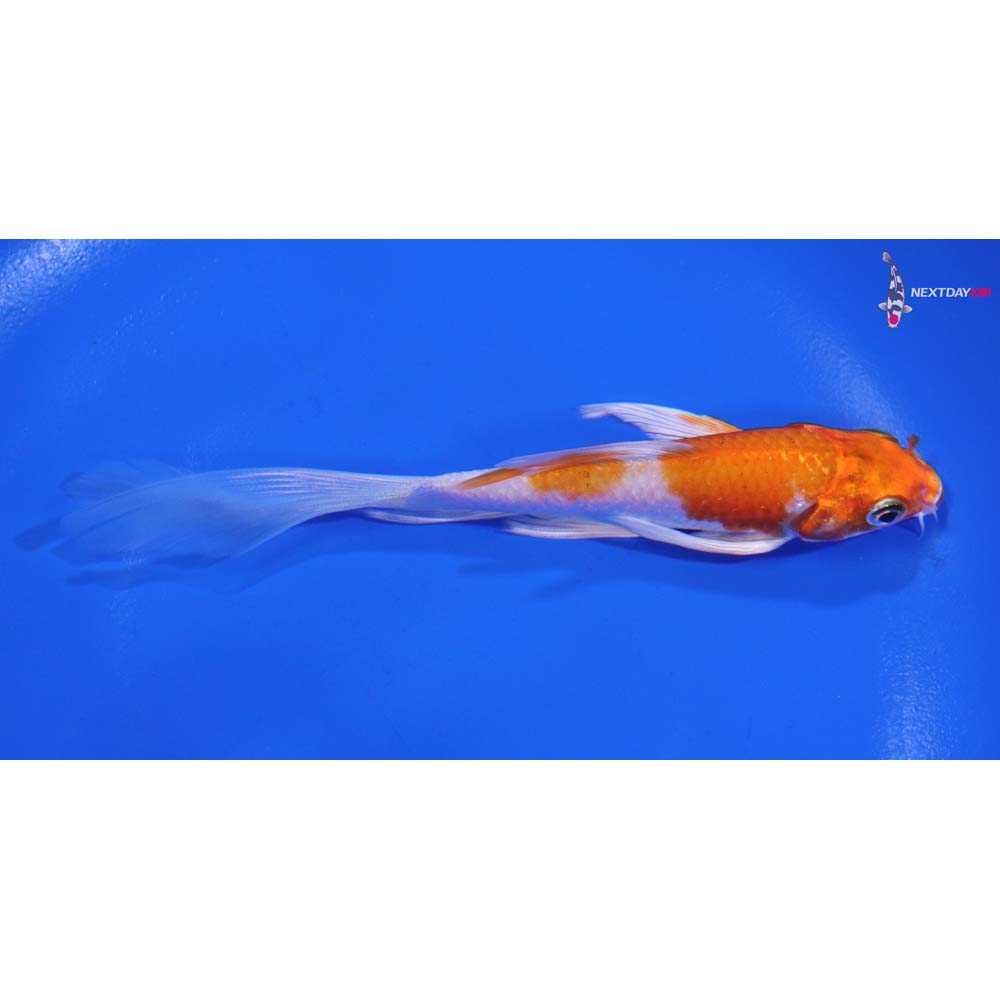 5” Imported Hariwake Butterfly Koi