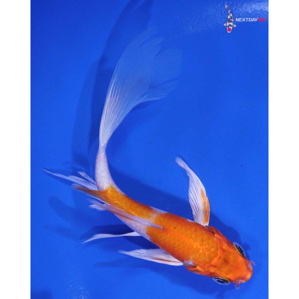 5” Imported Hariwake Butterfly Koi